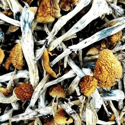Amazonian Magic Mushrooms