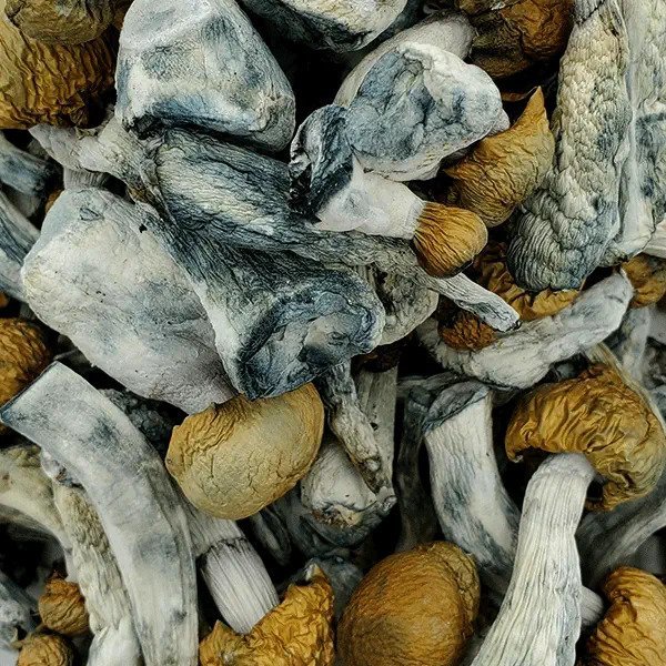 Penis-Envy-Chubs-Magic-Mushrooms.jpg