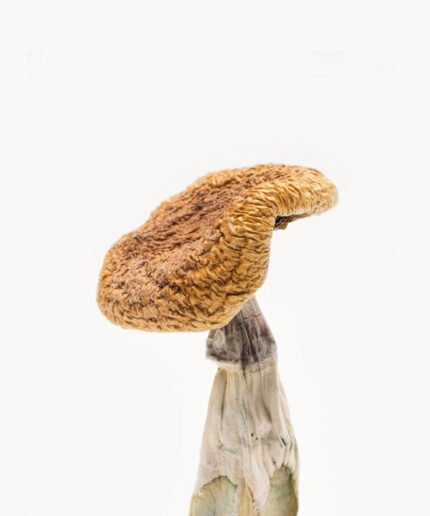 Bottle of mushroom capsules displayed on a surface