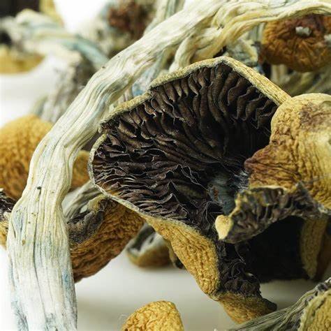 Goldie-Magic-Mushrooms-For-Sale-Online-1