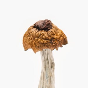 Martinique Magic Mushrooms