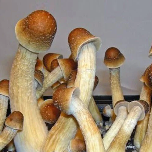 penis-envy-mushroom-spores-psilocybe-cubensis_spore-store_main_01-498x498-1.jpg