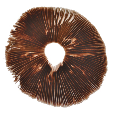 red-boy-psilocybe-cubensis-pore-print